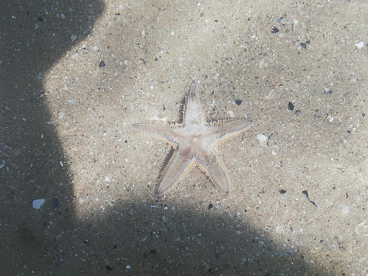 Attico Fronte Mare Daire Martinsicuro Dış mekan fotoğraf
